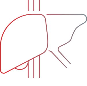 liver graphic