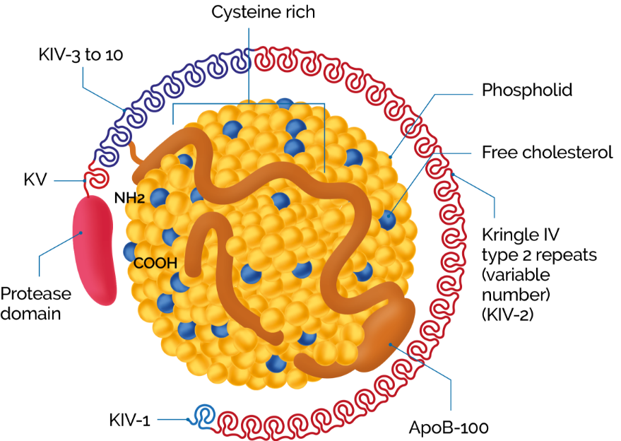 structure of lpa graph