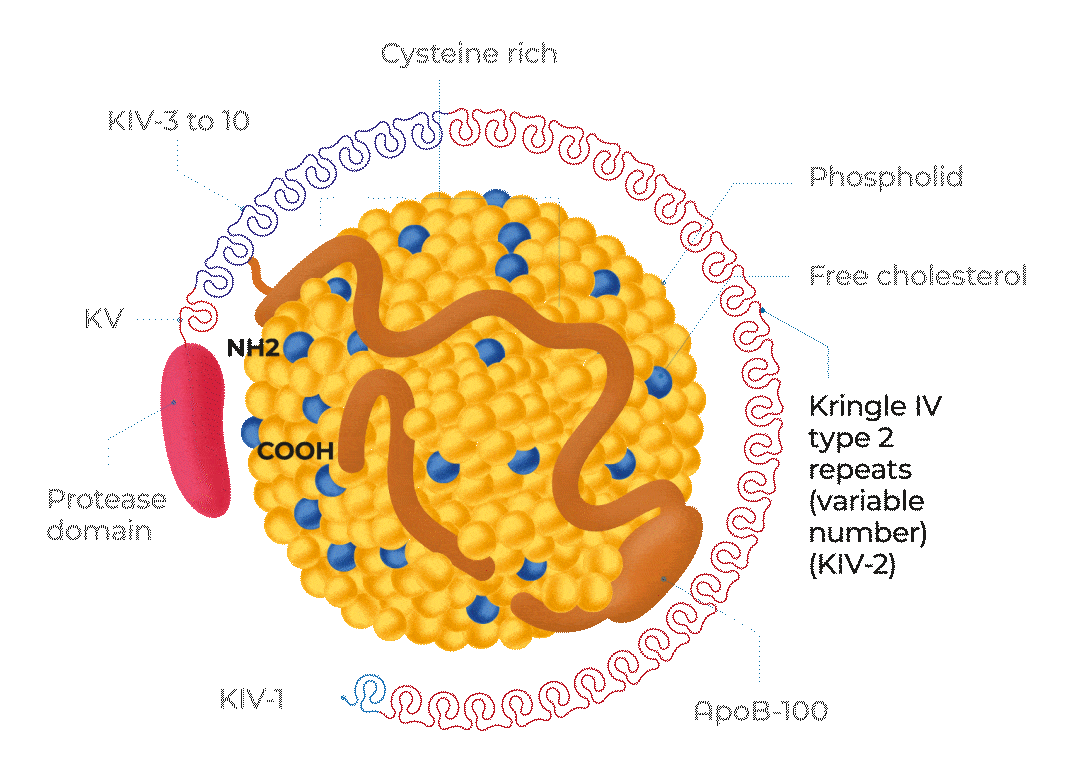 Lp(a) structure